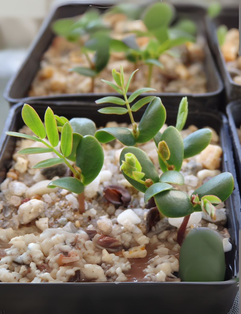 Acacia Pendula (weepng Myall) At Germination, 9 Days After Sowing On 26th Dec