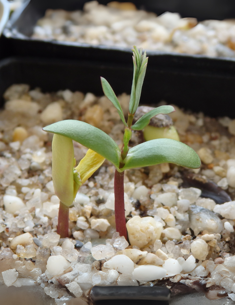 Acacia Stenophylla (eumong Or River Myall) At Germination, 11 Days After Sowing Seeds On 22 Dec