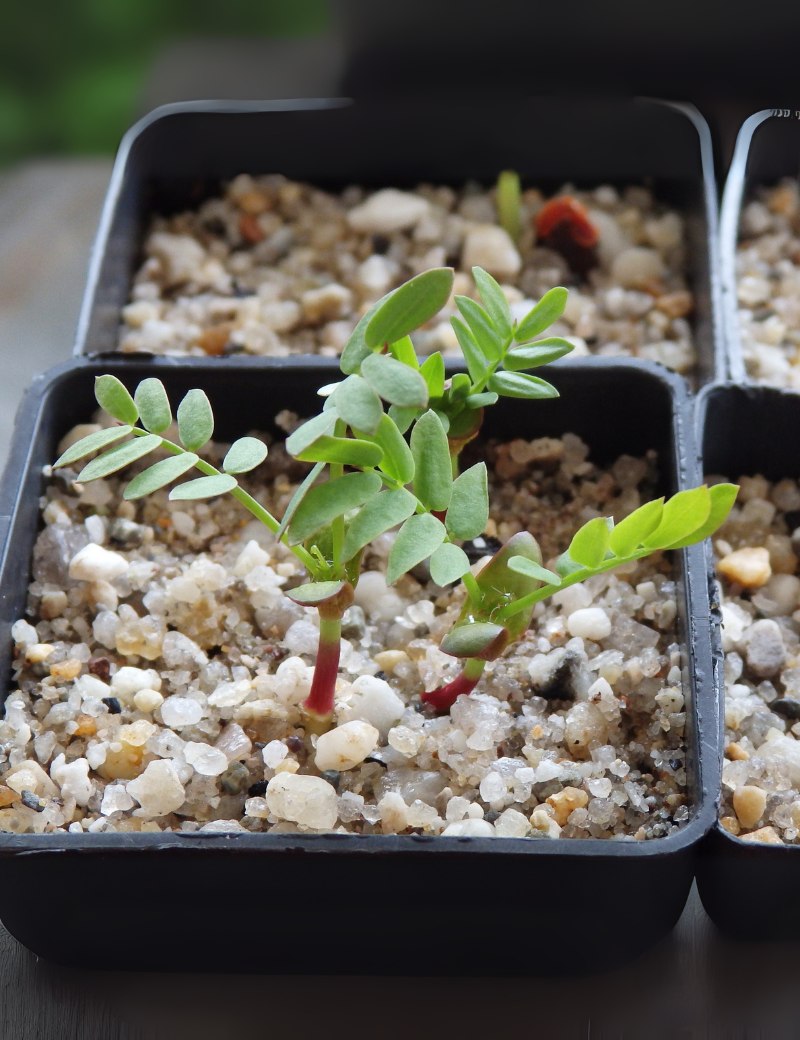 Acacia Salicina (willow Wattle) At Germination, 11 Days After Sowing On 26th Dec