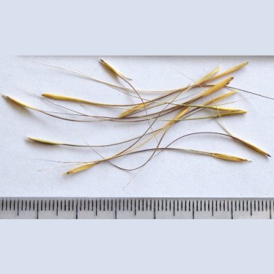 2025-01-09-827-P1091279-Anthosachne-scabra-Common-Wheat-Grass-seed.jpg