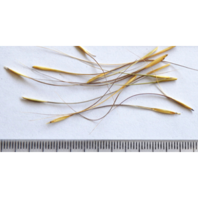 2025-01-09-827-P1091279-Anthosachne-scabra-Common-Wheat-Grass-seed.png
