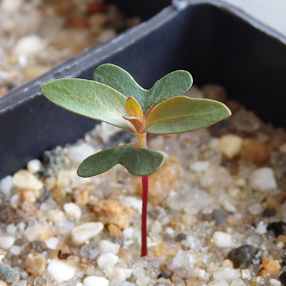 Eucalyptus Globulus Ssp Bicostata (victorian Blue Gum) At Germination, 18 Days After Sowing On Dec. 28