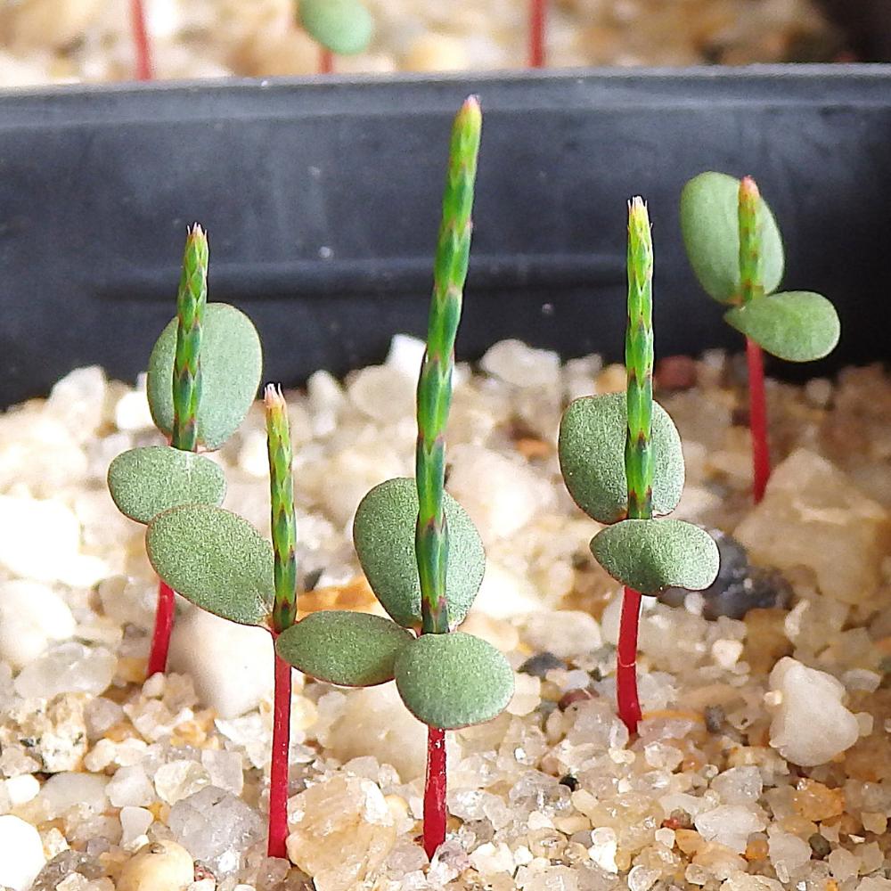 Casuarina Pauper (black Oak) At Germination, 16 Days After Sowing On 30 Dec