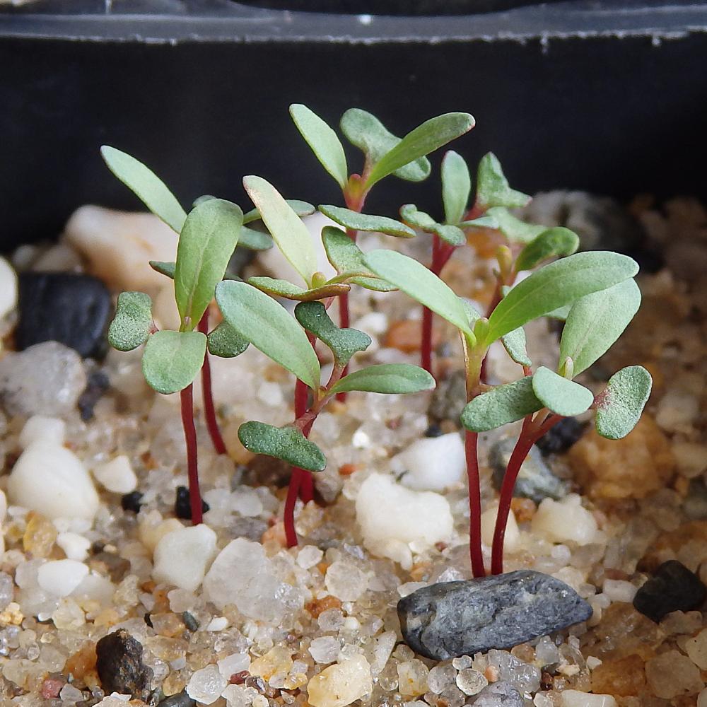 Eucalyptus Aromaphloia (scent Bark) At Germination, 19 Days After Sowing On 28 Dec