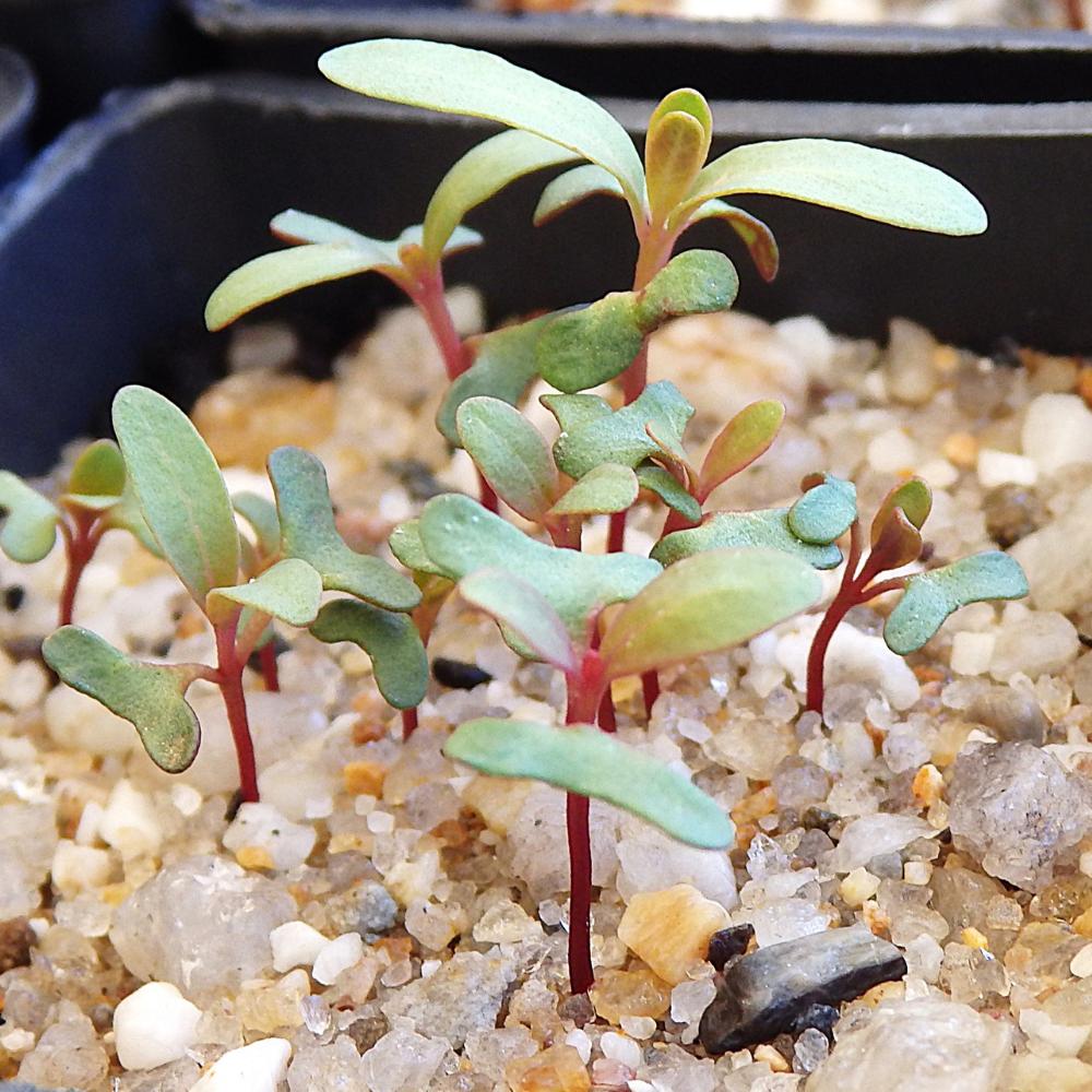 Eucalyptus Goniocalyx (long Leaf Box) At Germination, 19 Days After Sowing On Dec. 28