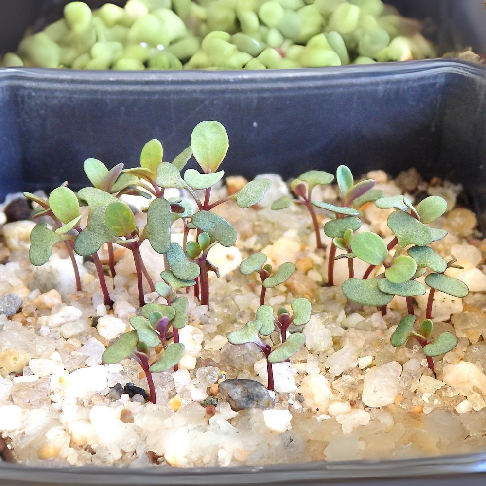 Eucalyptus Polyanthemos (red Box) At Germination, 18 Days After Sowing On Dec. 29