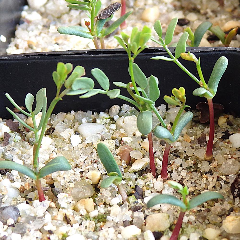 Acacia Flexifolia (bent Leaf Wattle) At Germination, 26 Days After Sowing, On