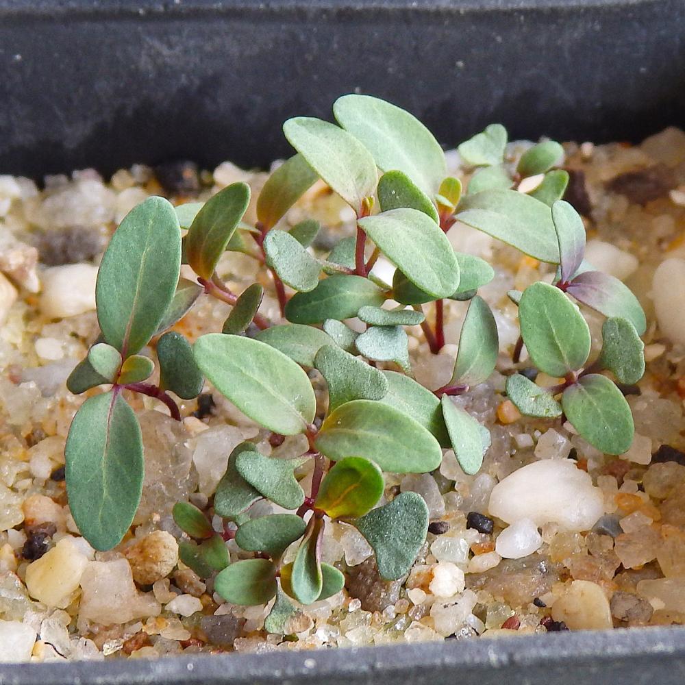 Eucalyptus Microcarpa (grey Box) At Germination, 21 Days After Sowing On Dec. 29