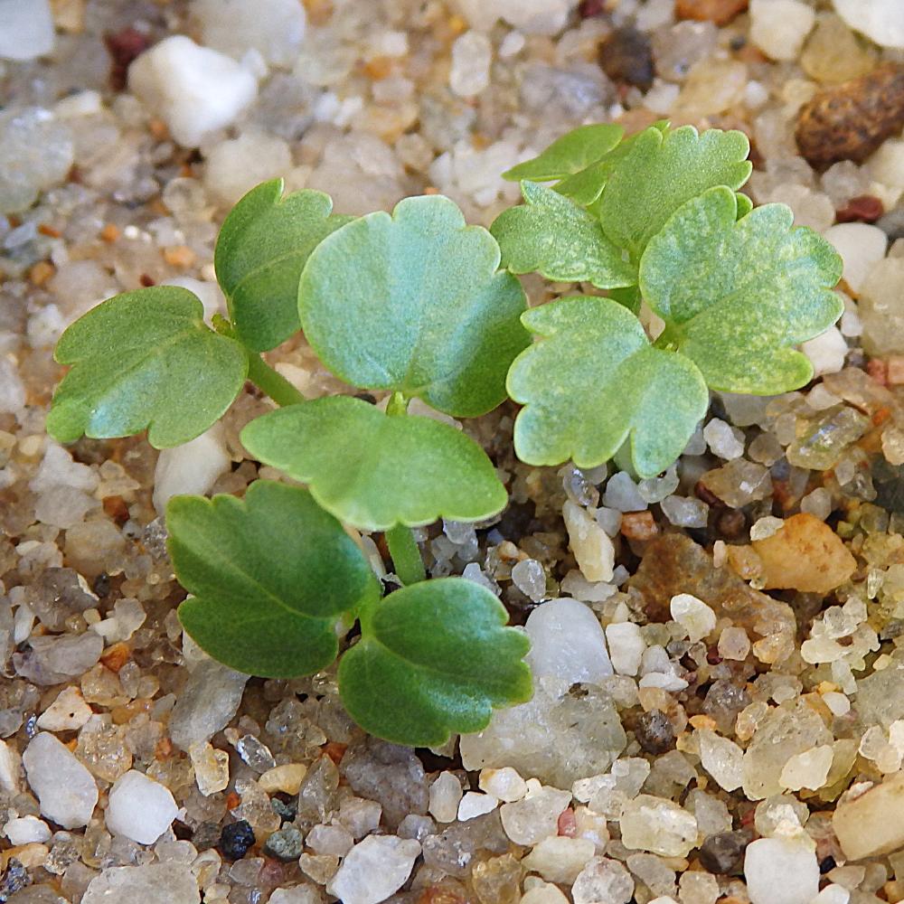 Gynatrix Pulchella (hemp Bush) At Germination, 17 Days After Sowing On Jan.5