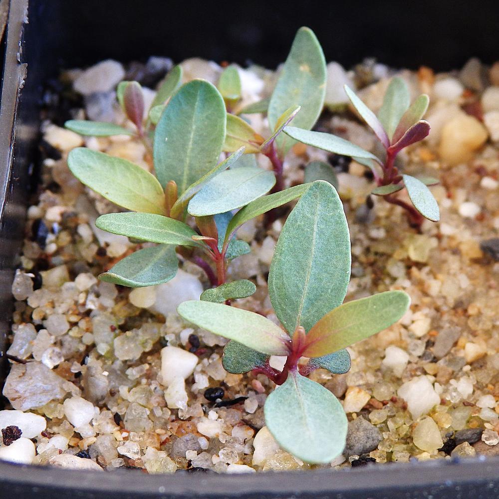 Eucalyptus Largiflorens (black Box) At Germination, 24 Days After Sowing