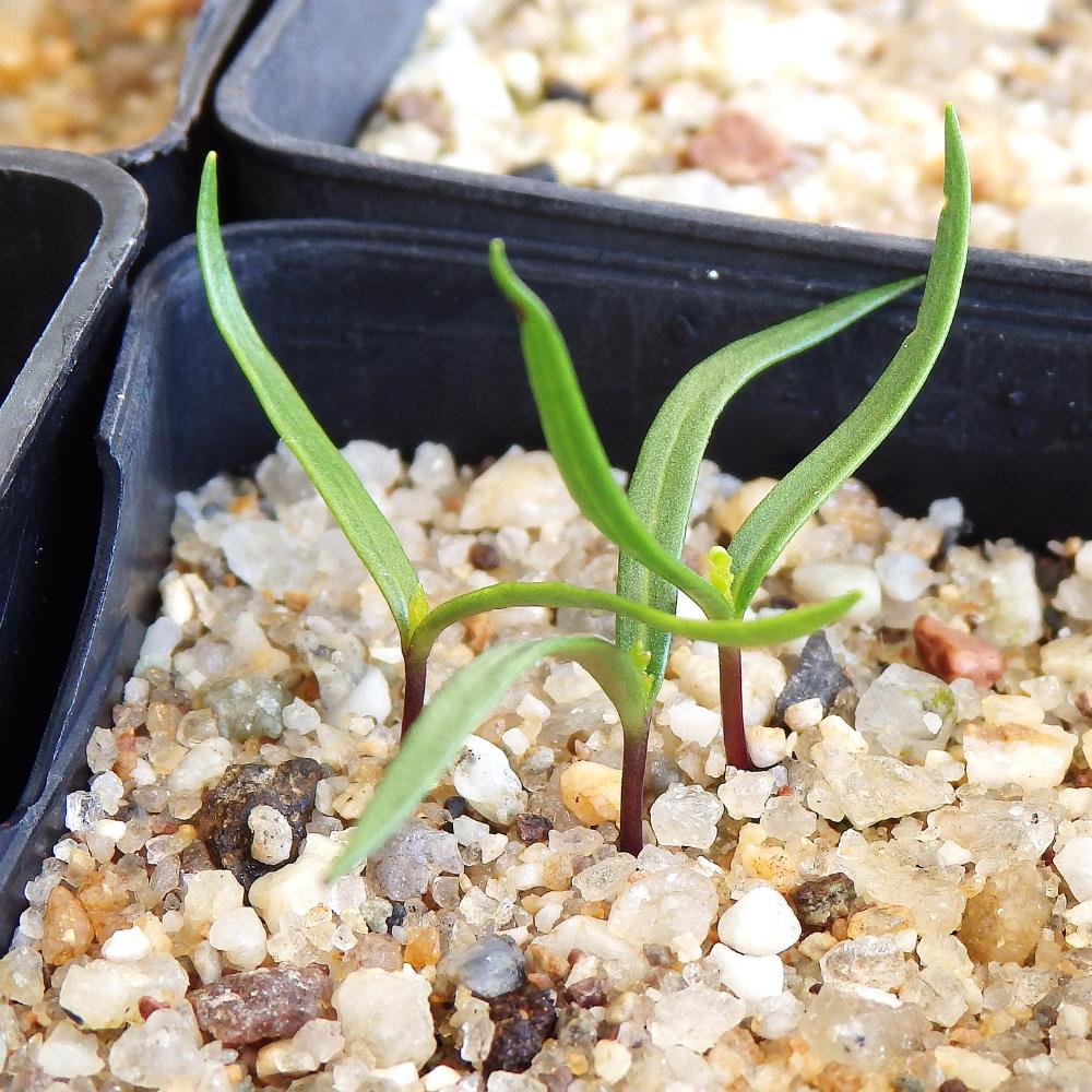 Dodonaea Viscosa (sticky Or Giant Hop Bush) At Germination, 23 Days After Sowing.