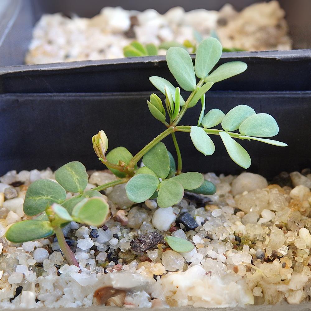 Acacia Acinacea (gold Dust Wattle) At Germination, 36 Days After Sowing On Dec. 24