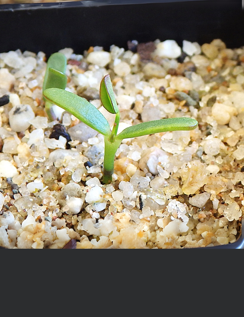 Viminaria Juncea (golden Spray) At Germination, 29 Days After Sowing On Jan. 2