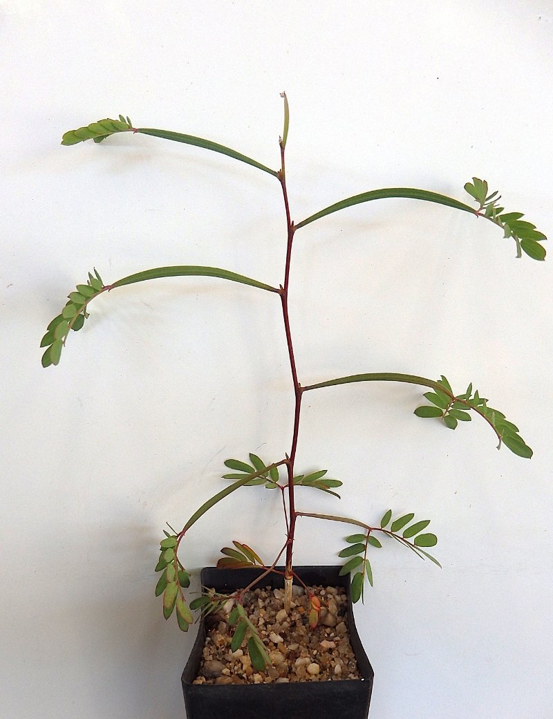 Acacia Pendula (weeping Myall) At 2 Months