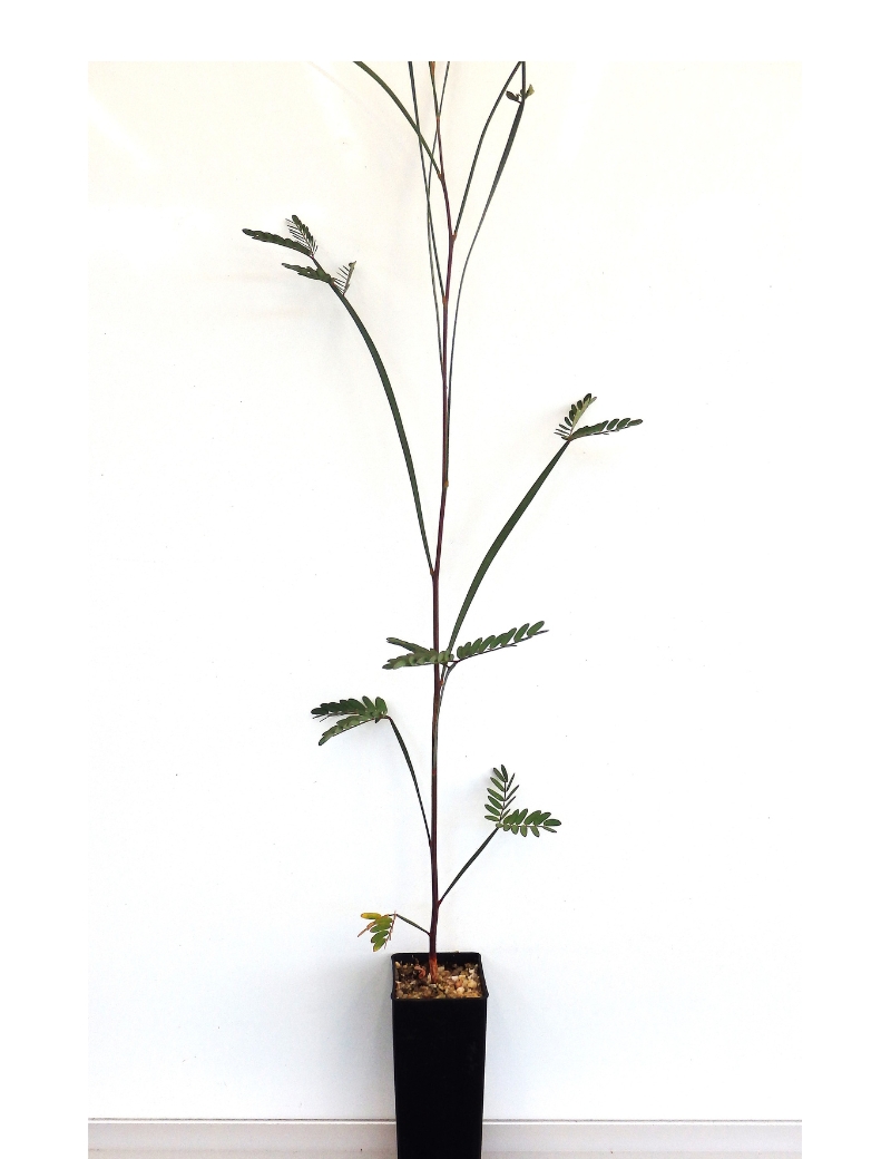 Acacia Stenophylla (river Myall) At 2 Months
