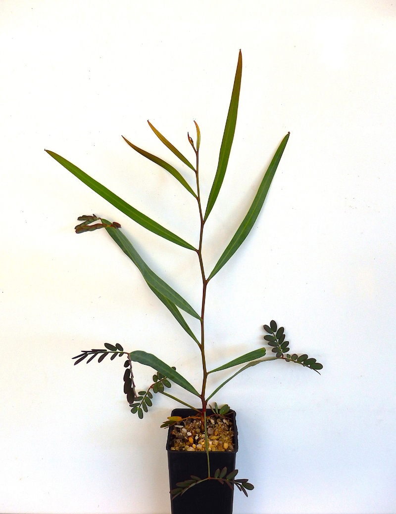 Acacia Salicina (willow Wattle) At 2 Months