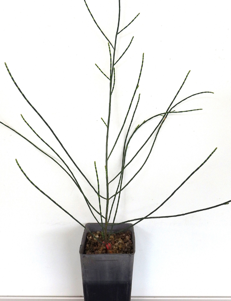 Casuarina Pauper (black Oak) At 2 Months
