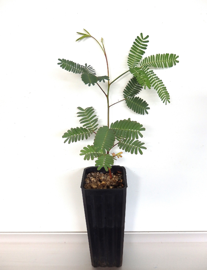 Acacia Implexa (lightwood) At 2 Months