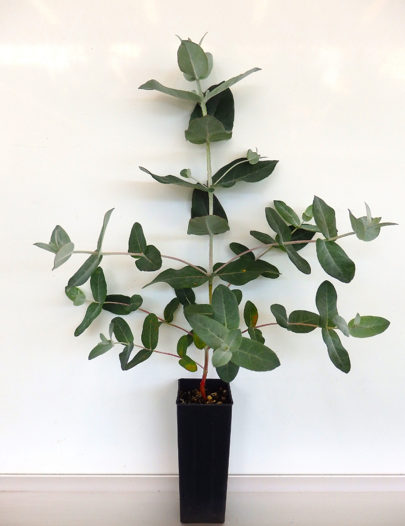 Eucalyptus Globulus ... Ssp Bicostata (victorian Blue Gum) At 2 Months
