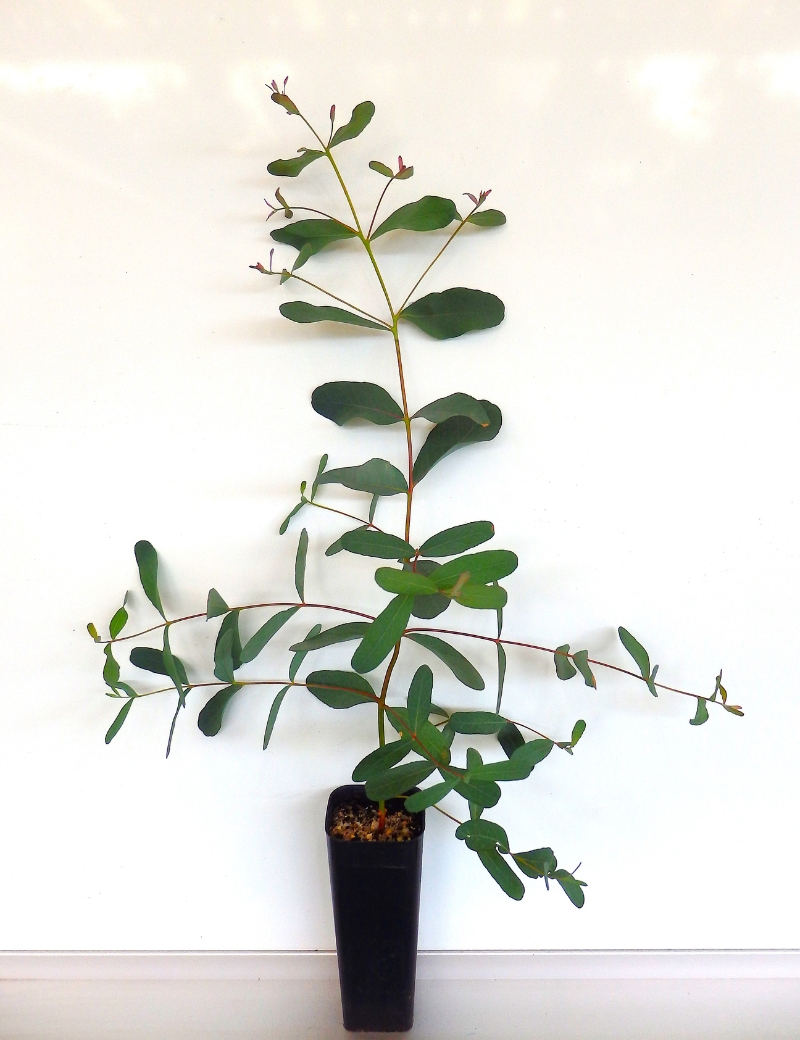 Eucalyptus Aromaphloia (scent Bark) At 2 Months