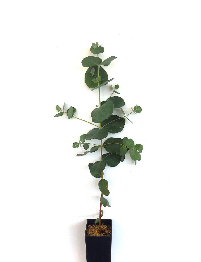 Eucalyptus Goniocalyx (long Leaf Box) At 2 Months