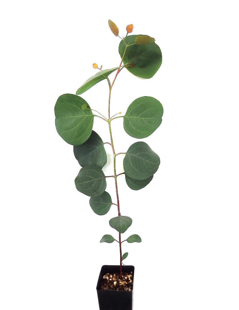 Eucalyptus Polyanthemos (red Box) At 2 Months