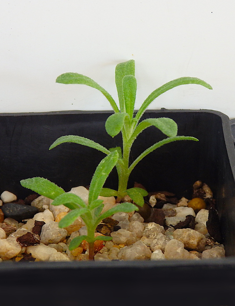 Cassinia Arcuata (drooping Cassinia) At 2 Months, 50 Days After Sowing On Jan. 28th