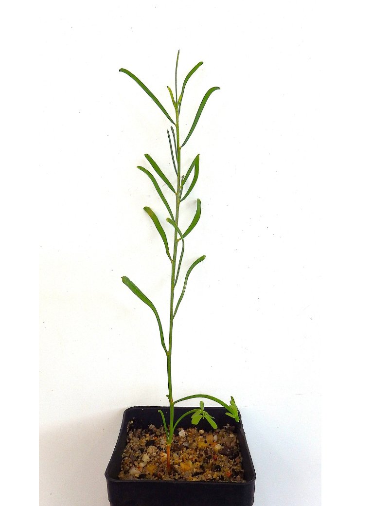 Acacia Flexifolia (bent Leaf Wattle) At 2 Months