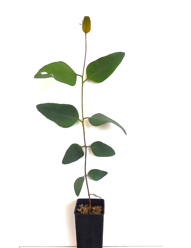 Eucalyptus Microcarpa