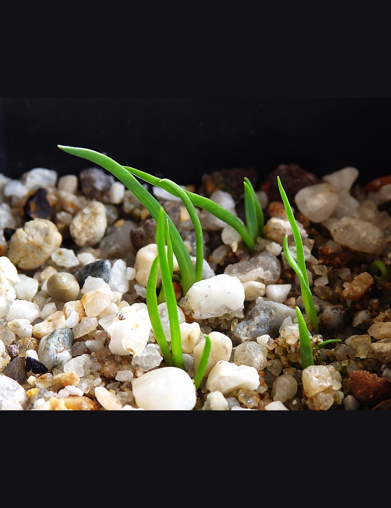 Patersonia Occidentalis (long Purple Flag) At Germination, 74 Days After Sowing On 6 Jan. 2025