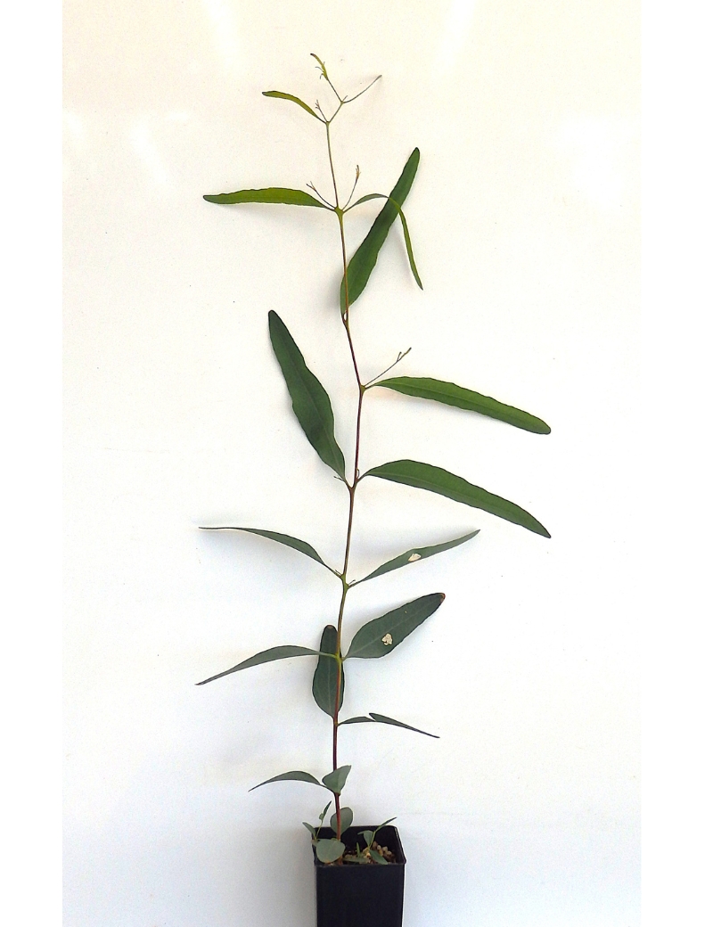 Eucalyptus Largiflorens (black Box) At 2 Months