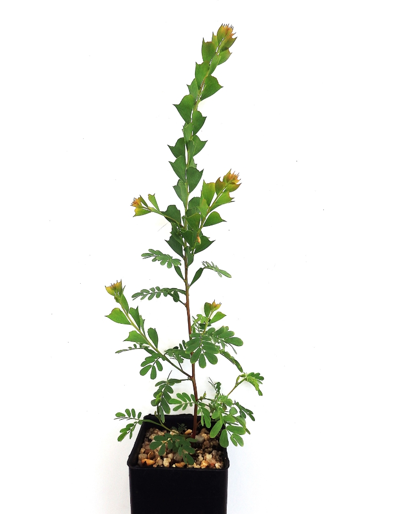 Acacia Pravissima (ovens Wattle) At 2 Months