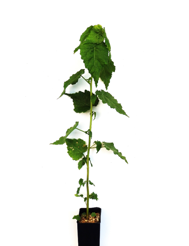 Gynatrix Pulchella (hemp Bush) At 2 Months