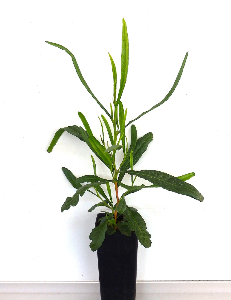 Dodonaea Viscosa (sticky Or Giant Hop Bush) At 2 Months