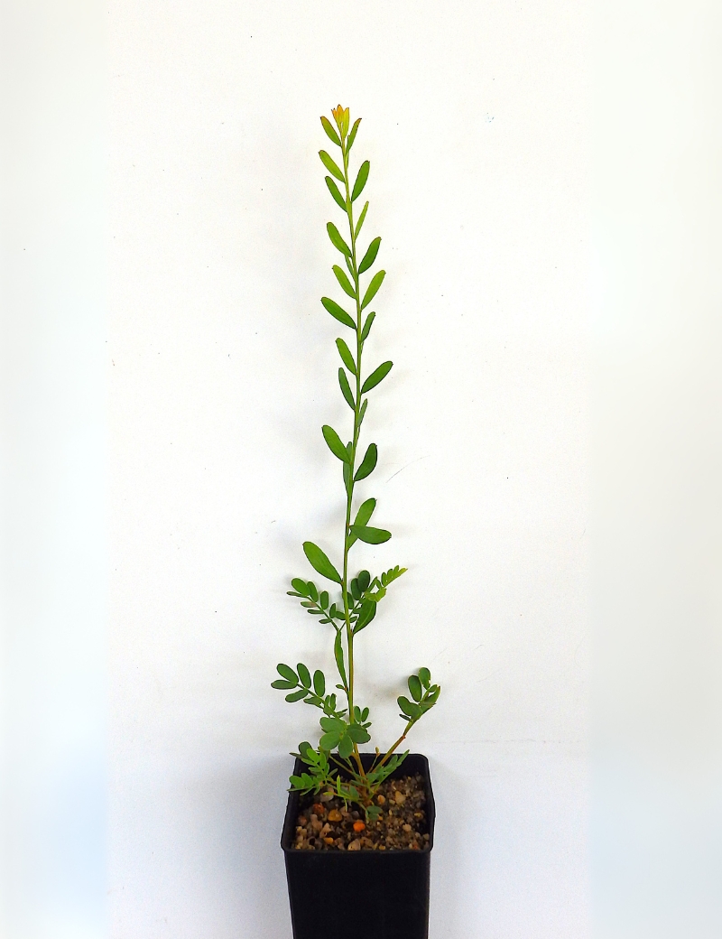 Acacia Acinacea(gold Dust Wattle) At 2 Months