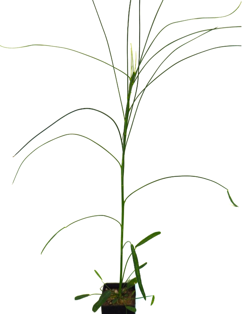 Viminaria Juncea (golden Spray) At 2 Months