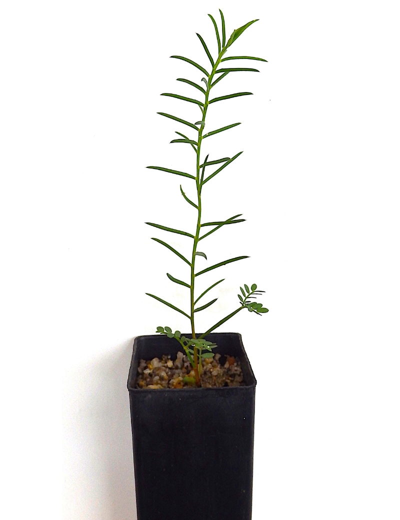 Acacia Genistifolia(spreading Wattle) At 2 Months