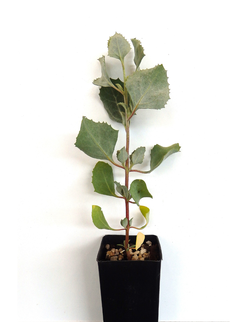 Atriplex Nummularia (old Man Saltbush) At 4 Months