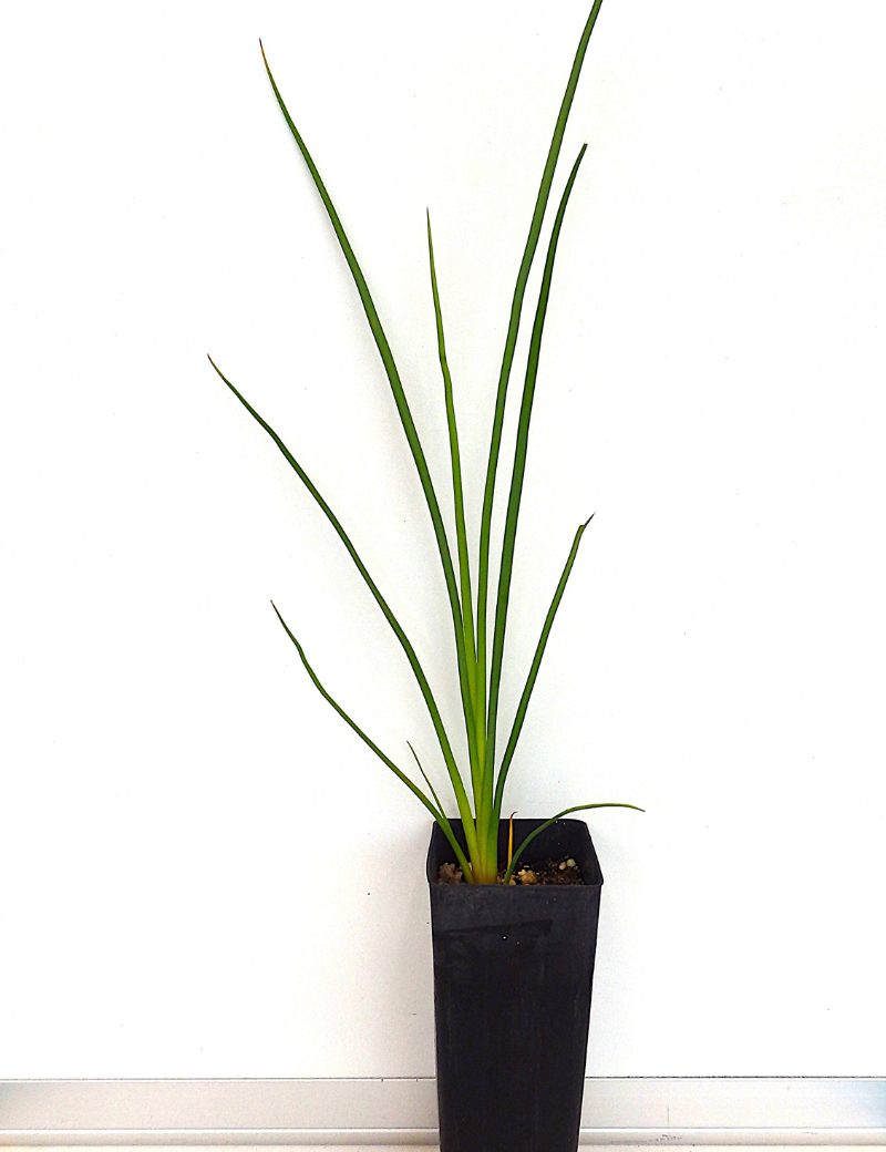 Dianella Tarda (late Flowering Flax Lily) At 6 Months