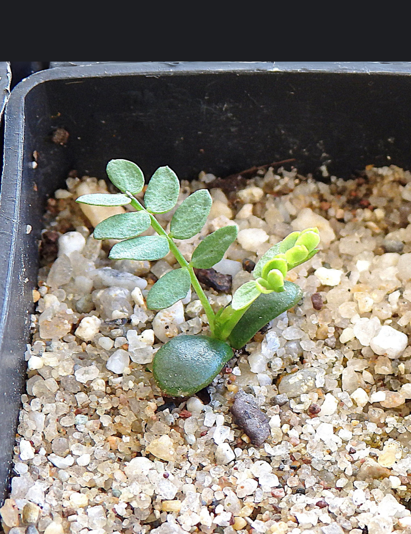Acacia Verniciflua (varnish Wattle) At Germination, 62 Days After Sowing On 26 Dec