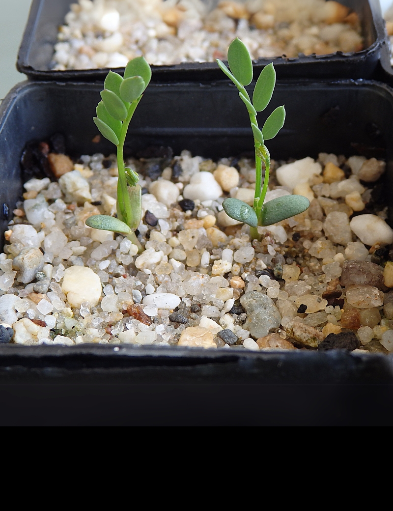 Acacia Genistifolia (spreadingwattle) At Germination, 64 Days After Sowing On Dec. 26