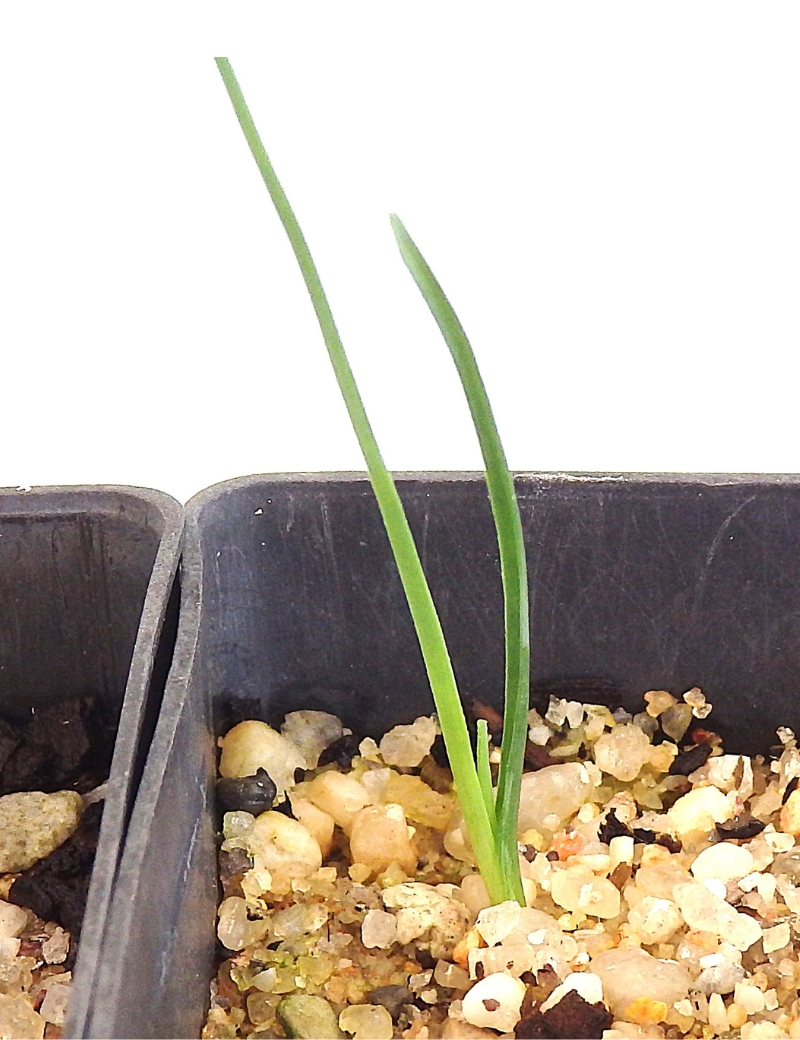 Dianella Tarda (late Flowering Flax Lily) At Germination, 63 Days After Sowing On Feb.17