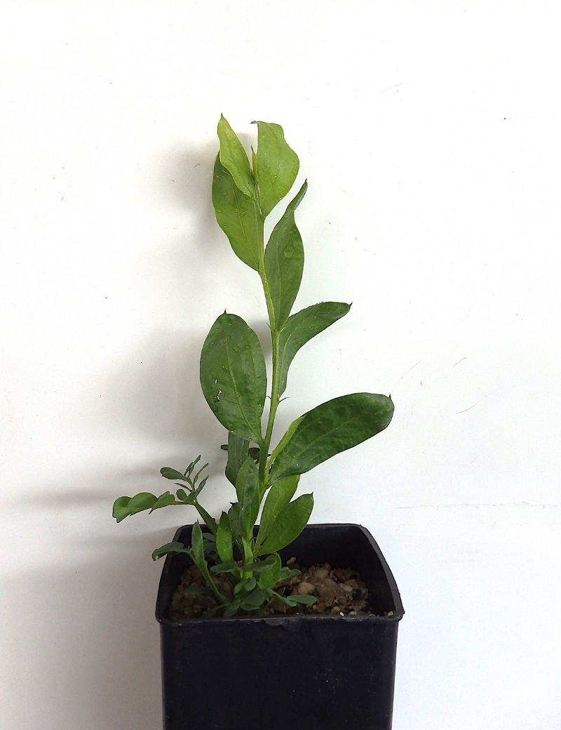 Acacia Verniciflua At 2 Months