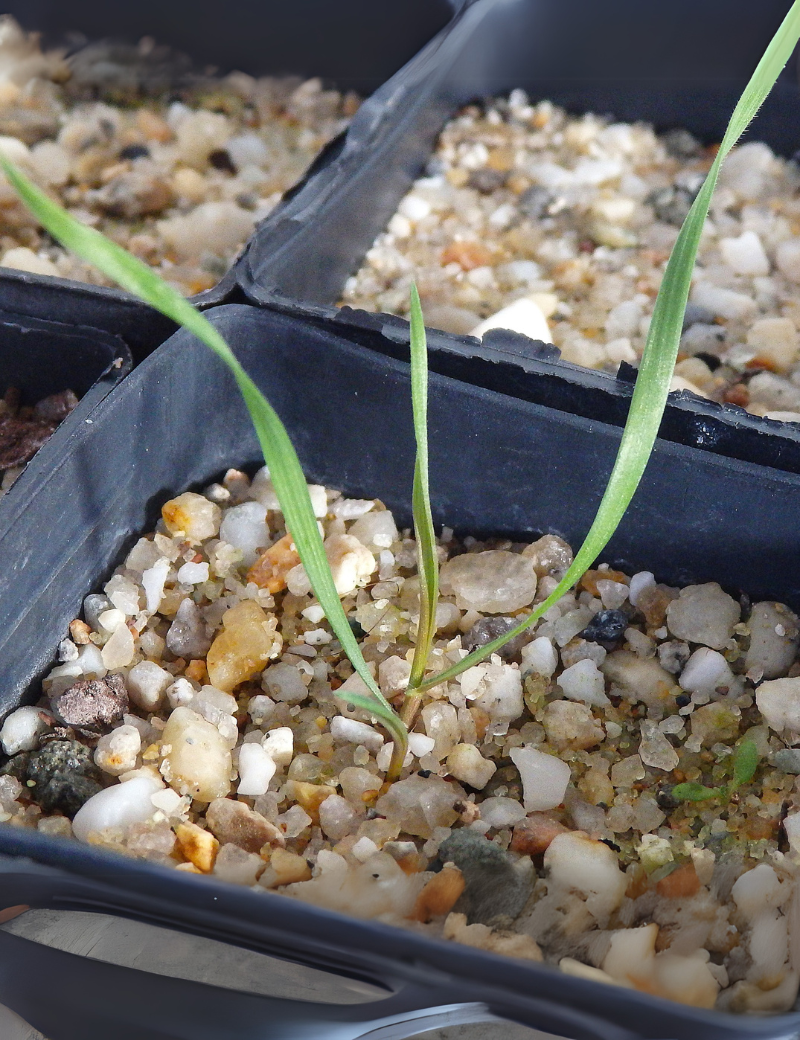 Anthosachne Scabra (common Wheat Grass) At Germination, 26 Days After Sowing On April 18