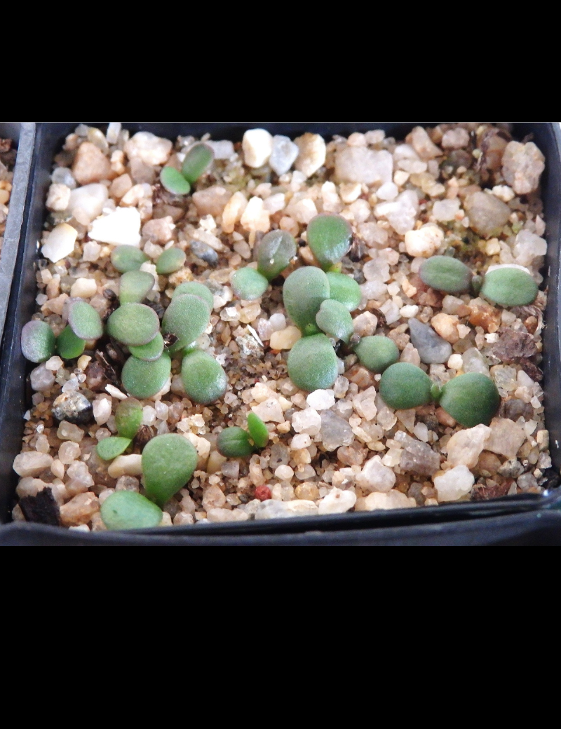 Brunonia Australis (blue Pincushion) At Germination, 25 Days After Sowing On April19