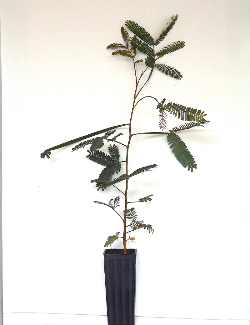 Acacia Implexa (lightwood) At 4 Months