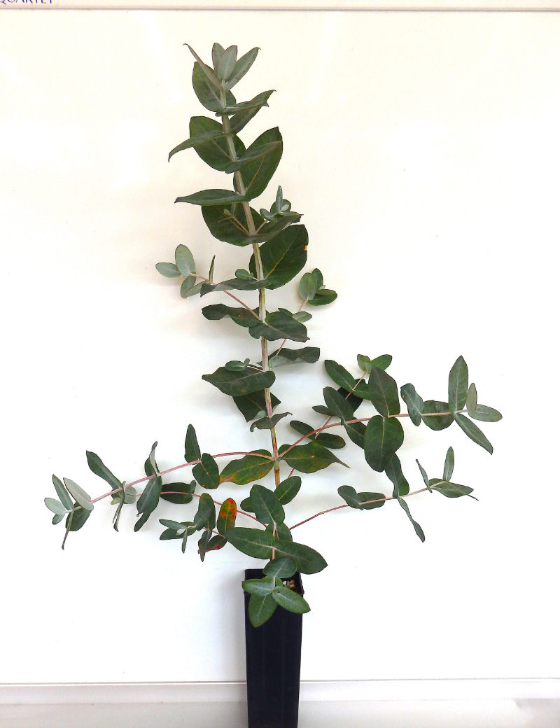 Eucalyptus Globulus ...ssp Bicostata (victorian Bluegum) At 4 Months
