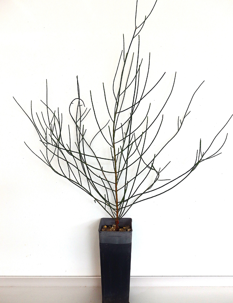 Casuarina Pauper (black Oak) At 4 Months
