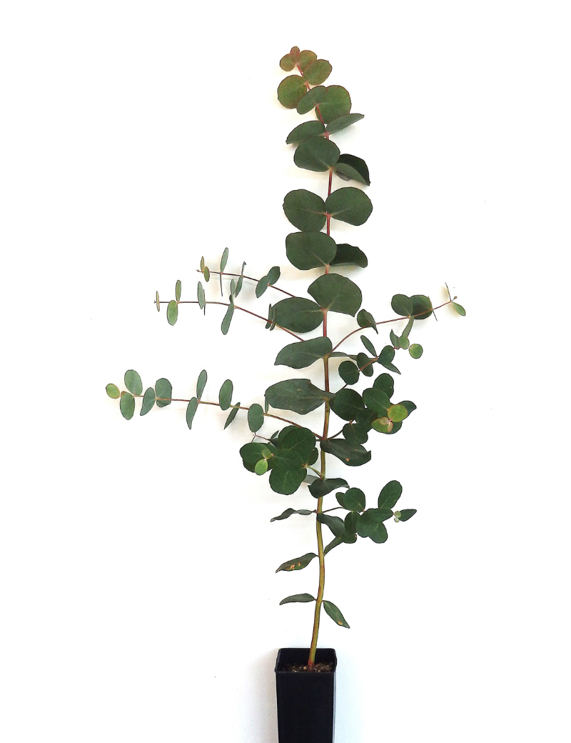 Eucalyptus Goniocalyx (longleaf Box) At 4 Months