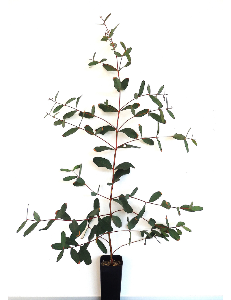 Eucalyptus Aromaphloia (scent Bark) At 4 Months